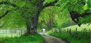 Male and female on horses taking a ride through the forest